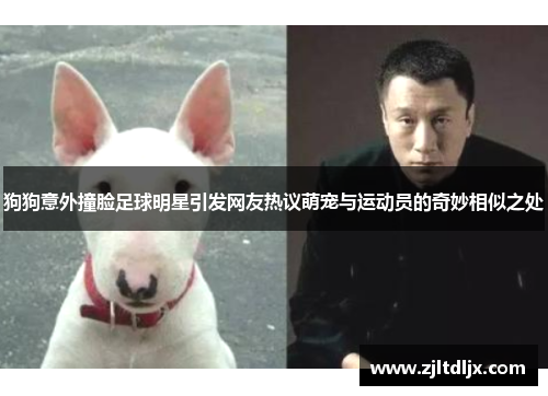 狗狗意外撞脸足球明星引发网友热议萌宠与运动员的奇妙相似之处